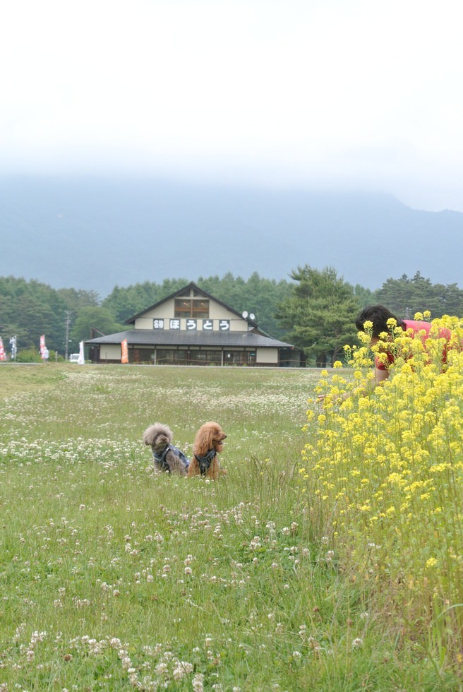 山中湖　花の都公園_d0160960_17432664.jpg