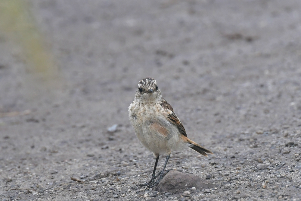 霧の高原 ノビタキ幼鳥_f0053272_00014205.jpg