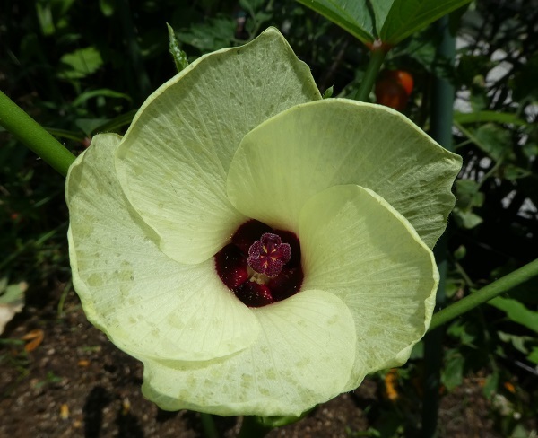 ♪この～花、なんの花？＾＾_b0351977_14225208.jpg