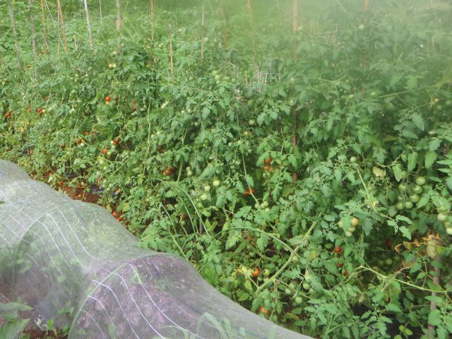 脇芽をとらないトマトの栽培 ゆうちゃん所長のひとりごと