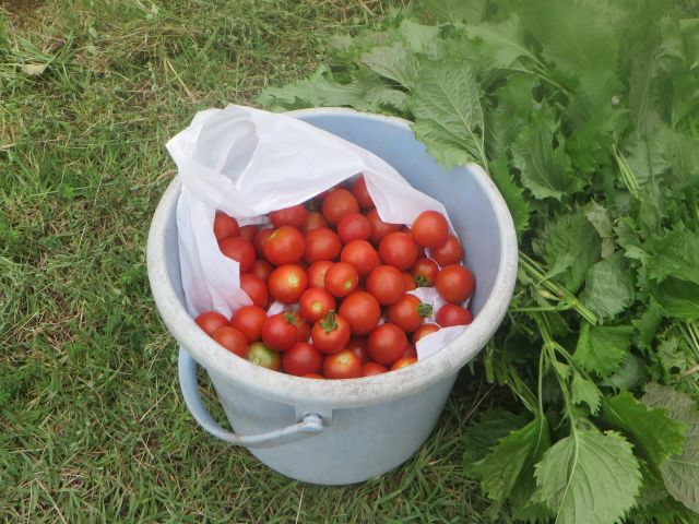 脇芽をとらないトマトの栽培 ゆうちゃん所長のひとりごと