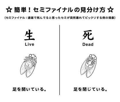 最近ミンミン・・・_b0210688_20330882.jpg