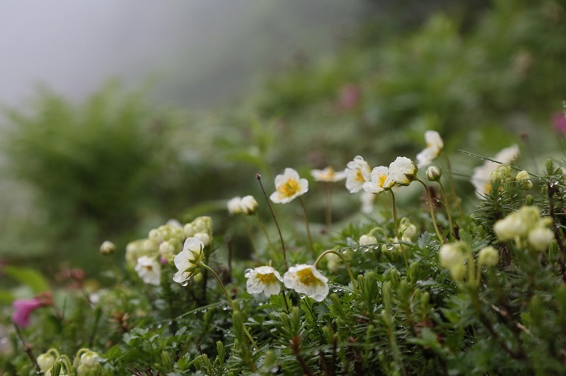 木曽駒・極楽平の花　その1_f0000789_08573220.jpg