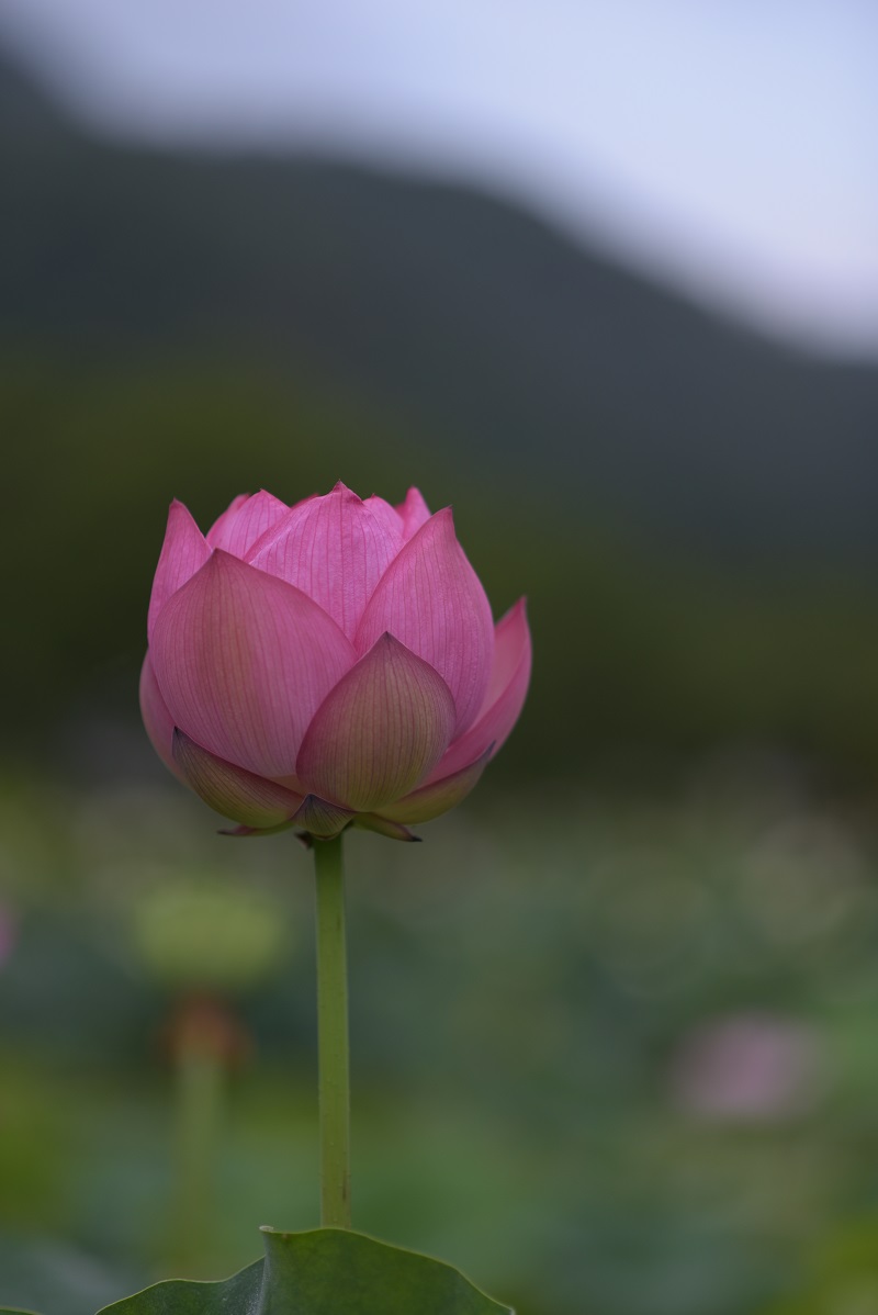 いつもの花ハス公園_d0234293_12385774.jpg