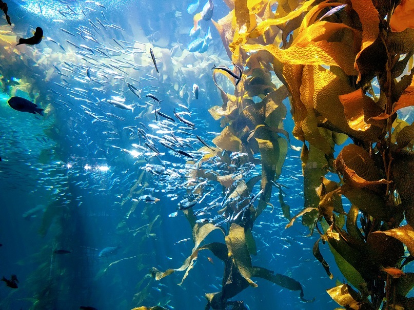 水族館に行く_f0328897_05085598.jpg