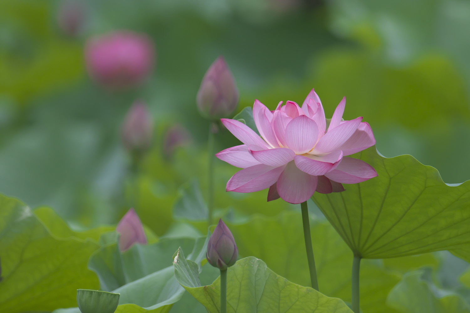 ハスの花 鳥と花の写真集2 ハスの花 鳥と花の写真集2