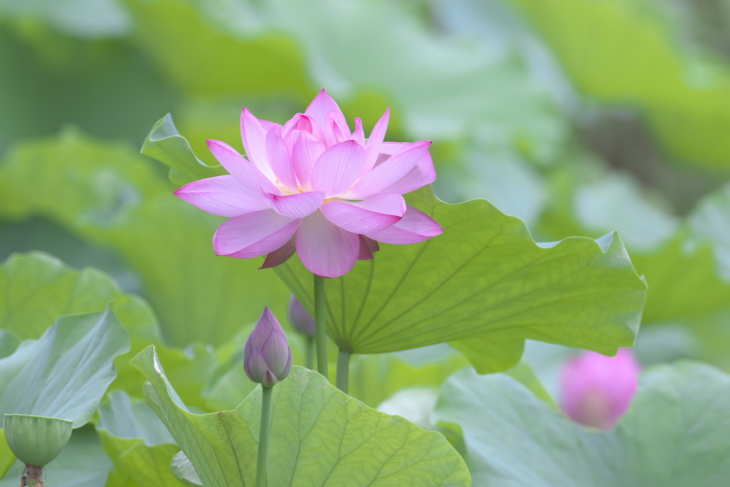 ハスの花 鳥と花の写真集2 ハスの花 鳥と花の写真集2