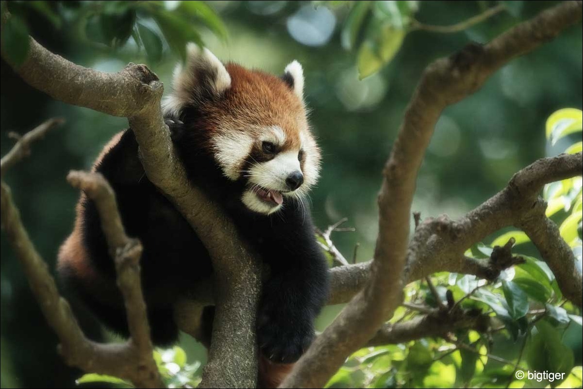 樹_b0057213_15233565.jpg