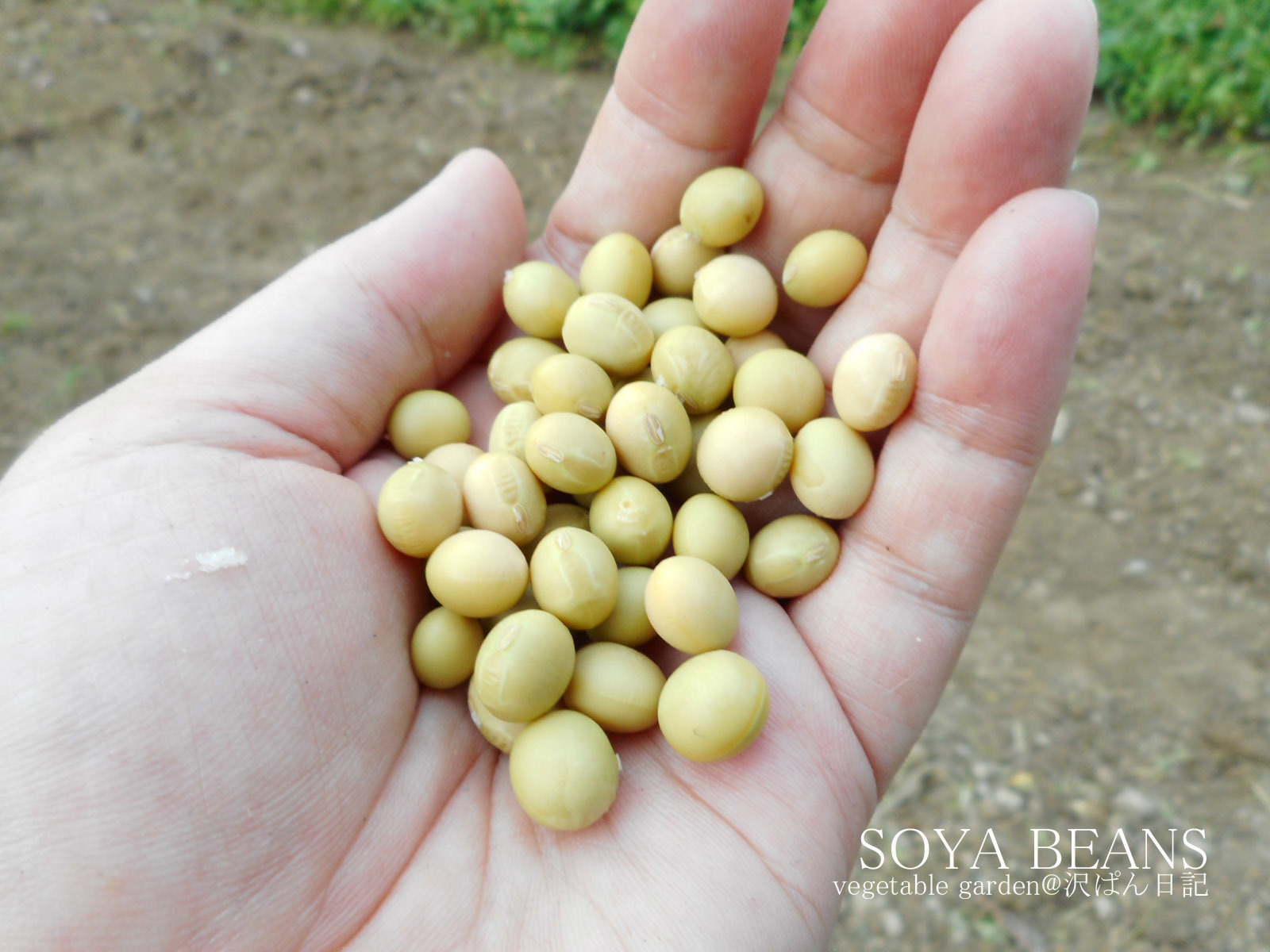 大豆を蒔く（～畑便り～）Sow the soybeans_f0070713_16394718.jpg