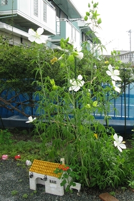 暑さにめげず _f0129726_21222114.jpg
