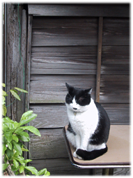 地域の猫たち、動物たち ワライカワセミまでも(追記;愛宕の白い猫))_d0221430_16044381.jpg