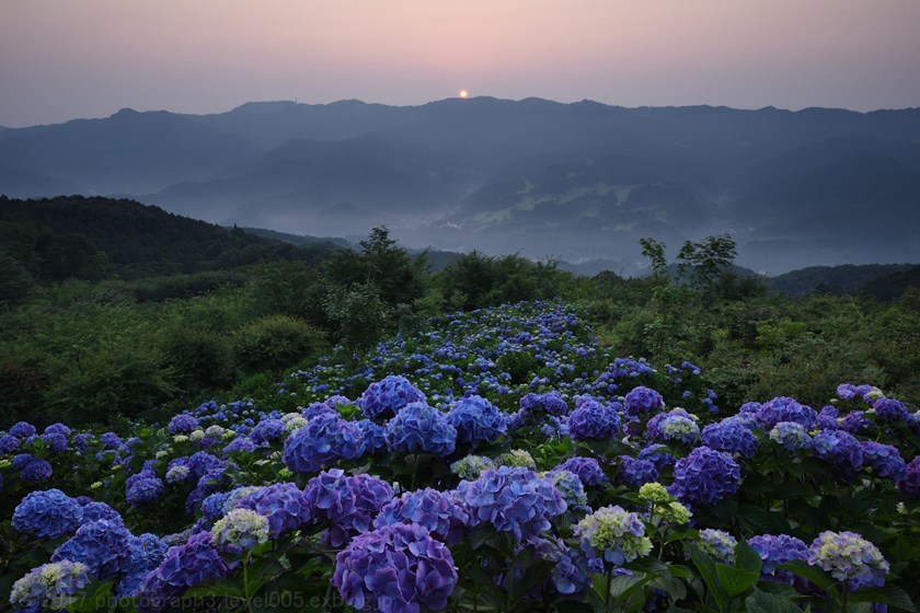 秩父 美の山公園 日の出と紫陽花 Photograph3