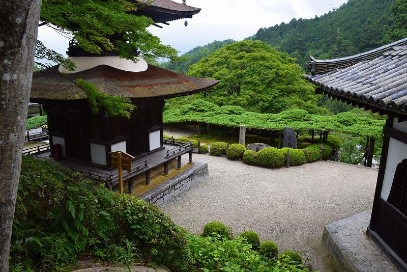 善峯寺（西国札所）の日本一の松（天然記念物）20170725_e0237645_23443510.jpg