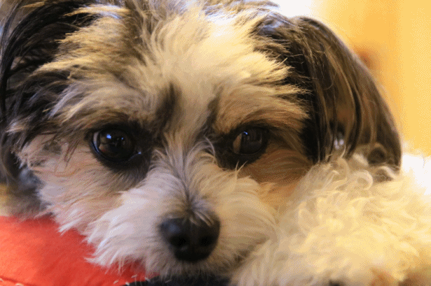 c0145250_10035865.gif