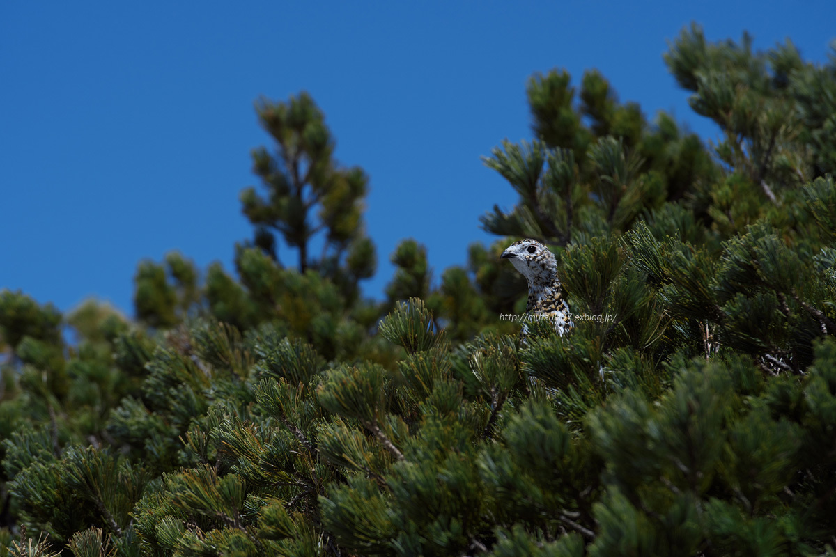 雷鳥 2017年5月撮影分 その5_f0145362_20465371.jpg