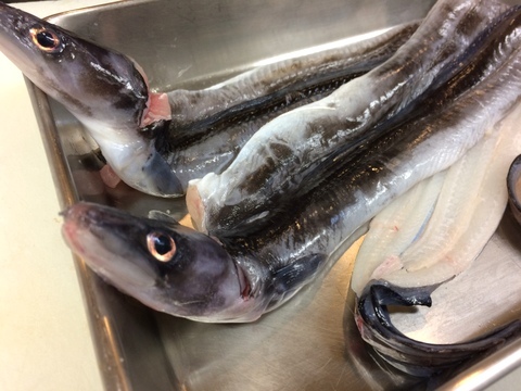 クロアナゴ 黒穴子 イル レオーネ 千林大宮駅近くのシェフソムリエのブログ クロアナゴ 黒穴子 イル レオーネ 千林大宮駅近くのシェフソムリエのブログ