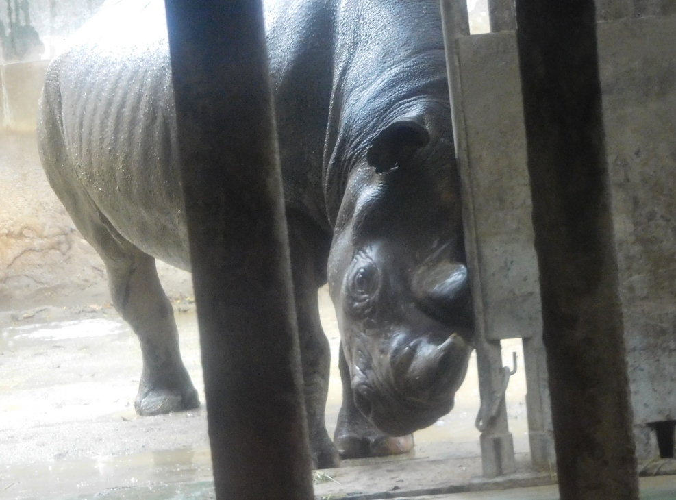 クロサイのロン・角擦り・謎の道具＠金沢動物園 2017.06.18_e0266067_16453943.jpg