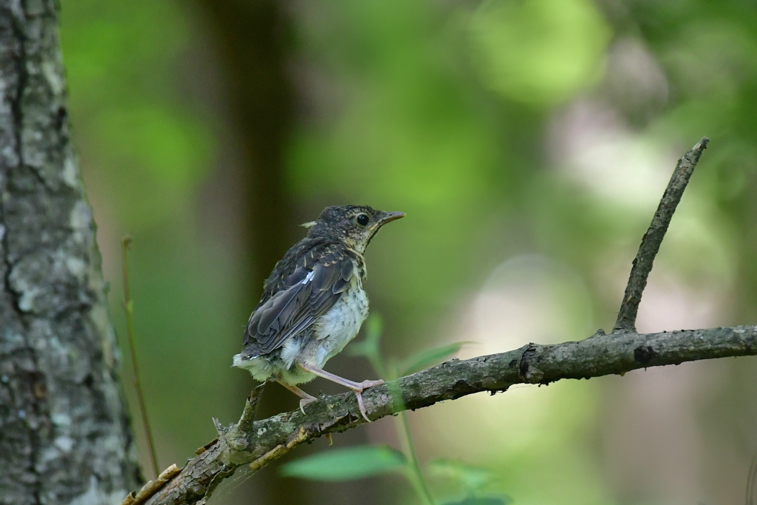 初見の巣立ち雛達 アカモズ クロツグミ サンショウクイ_f0053272_21191141.jpg