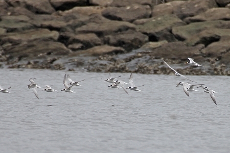 ★葛西海浜公園の鳥類情報(2017.7.27)_e0046474_15105196.jpg