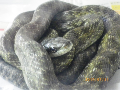 アオダイショウはじめました！（飼育）_e0290580_00143051.jpg