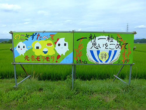 7月27日の田んぼ(緑ヶ丘小・北郷小)_d0247484_104015100.jpg