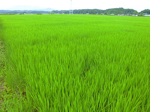 7月27日の田んぼ(緑ヶ丘小・北郷小)_d0247484_1041178.jpg