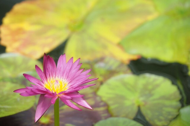 神代植物公園_e0170385_15323354.jpg