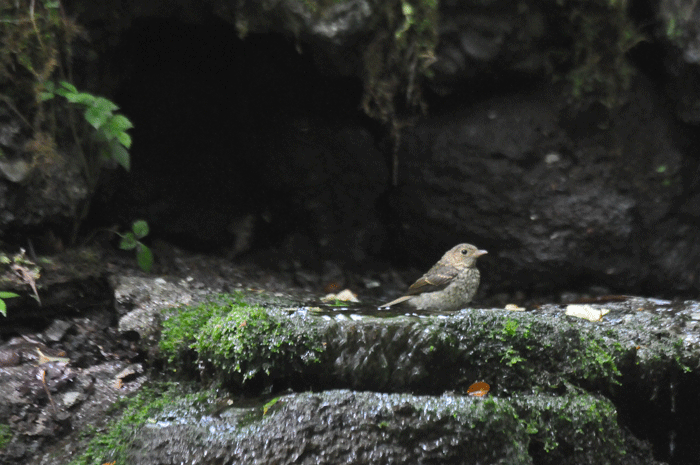 野天風呂の客　＜黄鶲＞_e0248688_18113948.gif