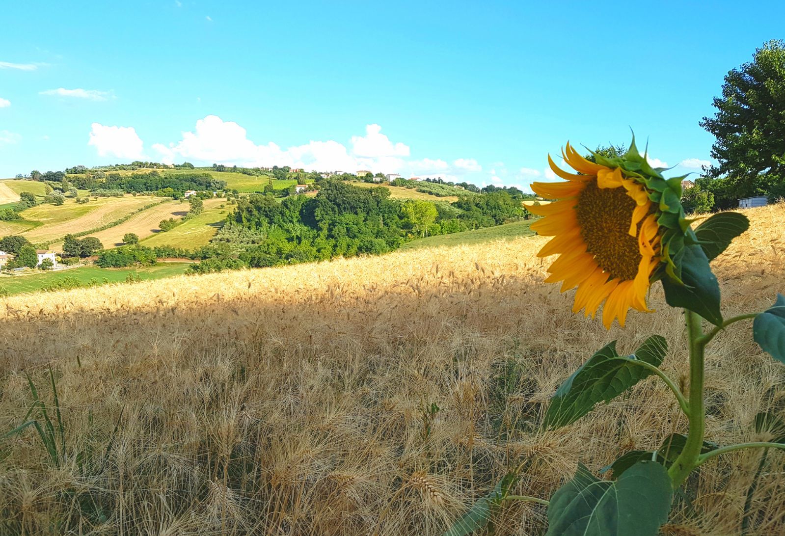 イタリア小麦の収穫祭🌾🌾🌾実りに感謝する夏 : ラファエッロの