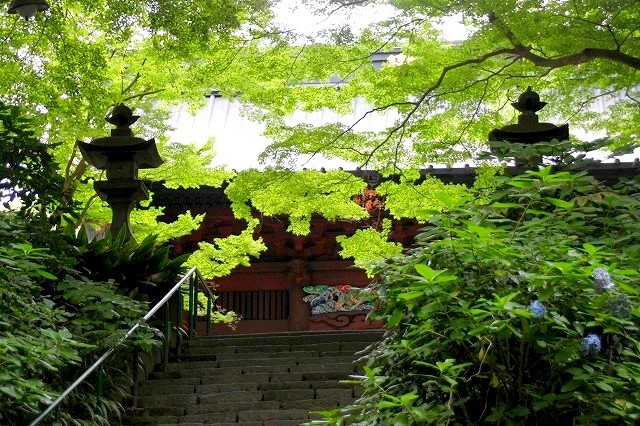 鎌倉　妙本寺　緑の癒し - 暮らしを紡ぐ