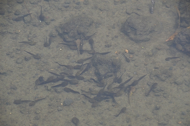 生きもの、秋田駒や湿地にて…_c0124100_23202636.jpg