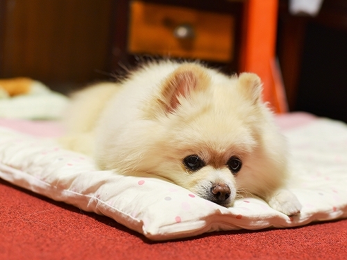 思い遣るこころ_d0360206_00052790.jpg