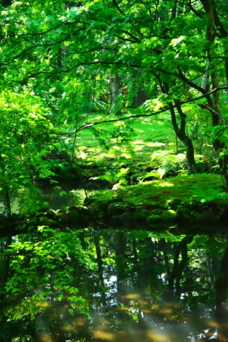 軽井沢　雲場池の夏1_a0263109_15473507.jpg