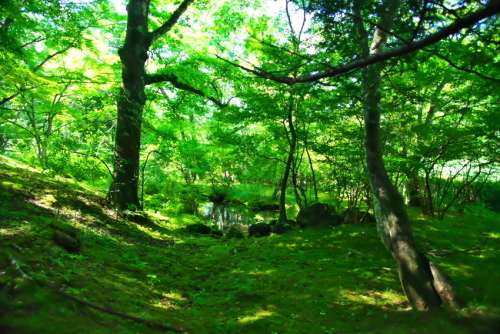 軽井沢　雲場池の夏2_a0263109_15510329.jpg