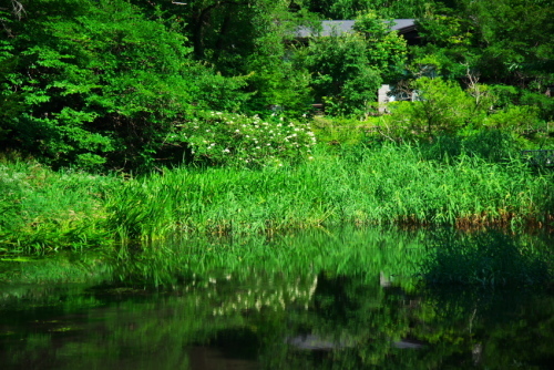 軽井沢　雲場池の夏2_a0263109_15510524.jpg