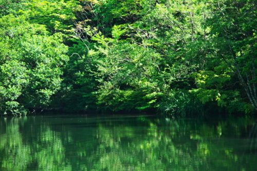 軽井沢　雲場池の夏2_a0263109_15514505.jpg