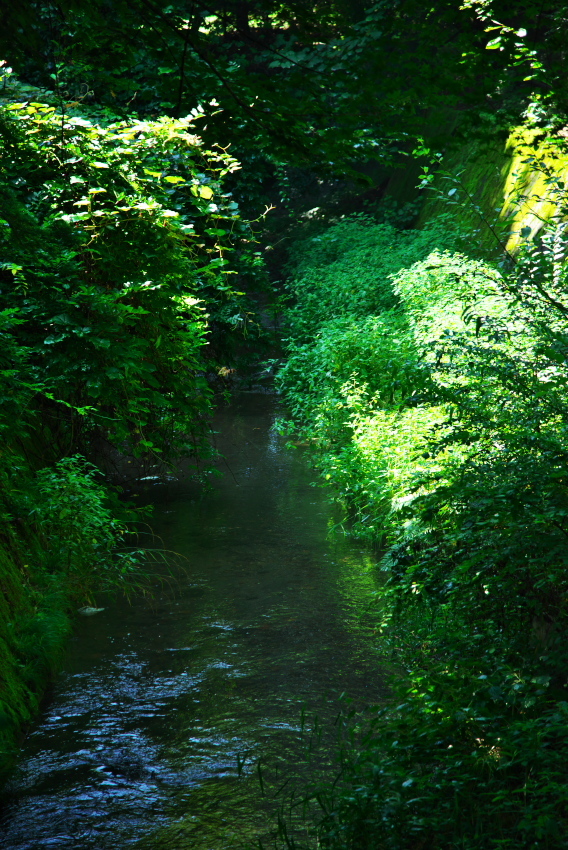 軽井沢　雲場池の夏2_a0263109_15514542.jpg