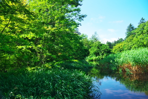 軽井沢　雲場池の夏2_a0263109_15514729.jpg