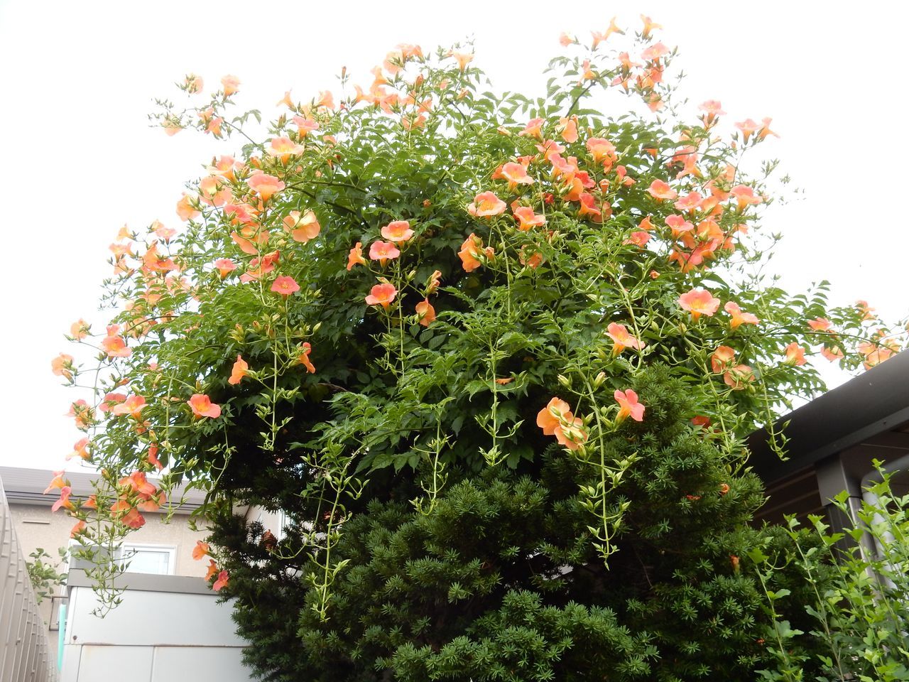 「枝・葉・草」の日_c0025115_20111616.jpg
