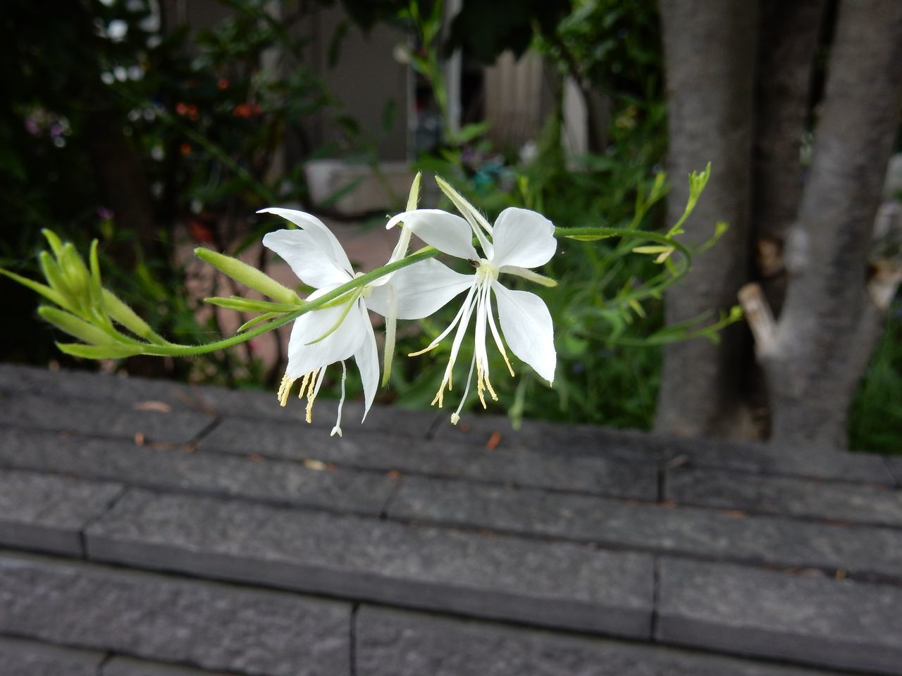 「枝・葉・草」の日_c0025115_20113395.jpg