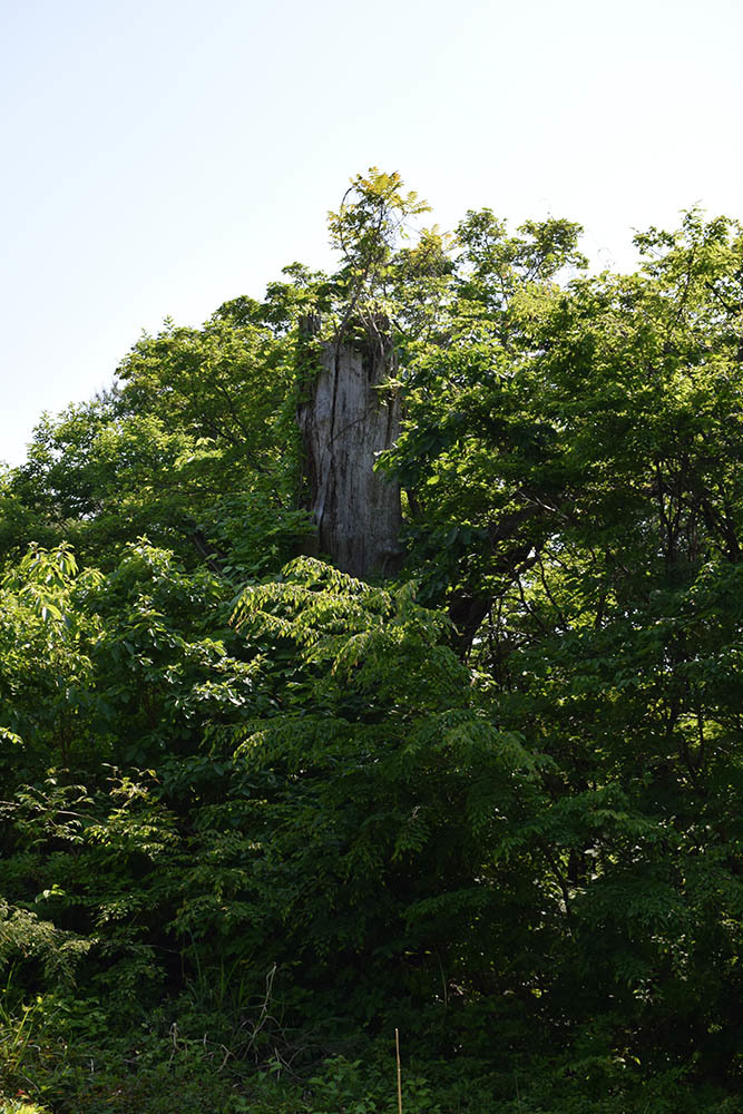 太平記を歩く。　その１１４　「杣山城跡」　福井県南条郡南越前町_e0158128_22015899.jpg