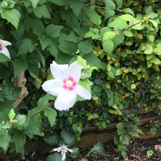 7月最後のお稽古と8月2日今橋鶴屋八幡の様子_a0057140_13131390.jpg