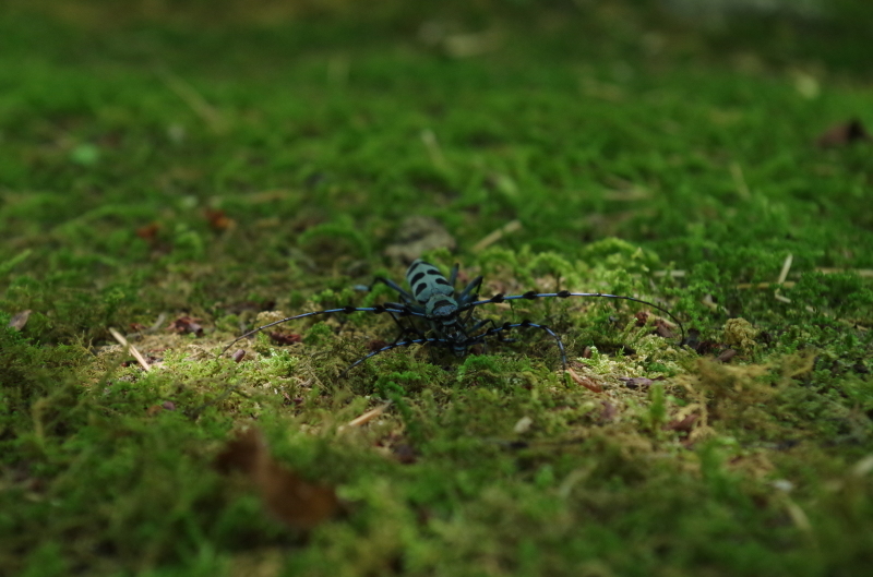 ルリボシカミキリの交尾　7月上旬_e0359951_00050156.jpg