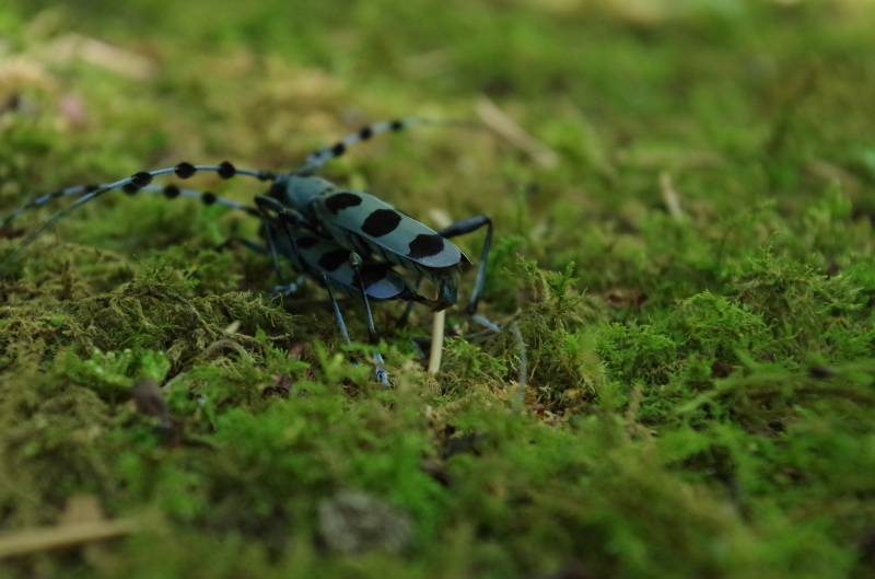 ルリボシカミキリの交尾　7月上旬_e0359951_00055929.jpg