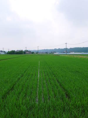七城米　長尾農園　平成29年度のお米も美しく、元気に成長中!!平成28年度の『七城米』残りわずかです！_a0254656_18503307.jpg