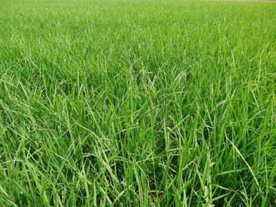 七城米　長尾農園　平成29年度のお米も美しく、元気に成長中!!平成28年度の『七城米』残りわずかです！_a0254656_19041109.jpg