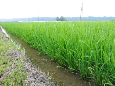 七城米　長尾農園　平成29年度のお米も美しく、元気に成長中!!平成28年度の『七城米』残りわずかです！_a0254656_20092829.jpg