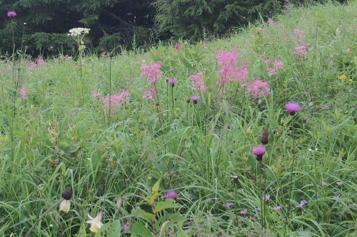 池の平湿原　ガス流れ花いっぱい湿原散歩　　2017.７.31（月）_b0335256_18163203.jpg