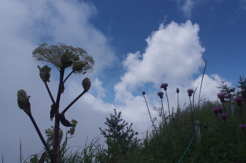 池の平湿原　ガス流れ花いっぱい湿原散歩　　2017.７.31（月）_b0335256_18173151.jpg