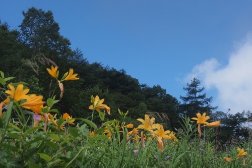 池の平湿原　ガス流れ花いっぱい湿原散歩　　2017.７.31（月）_b0335256_20511271.jpg